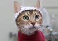 Purr-fectly Innovative: Cats Don Crochet Caps to Help Scientists Understand Their Pain