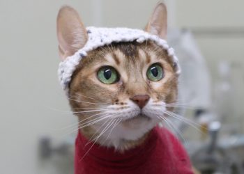 Purr-fectly Innovative: Cats Don Crochet Caps to Help Scientists Understand Their Pain