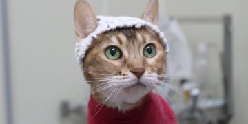 Purr-fectly Innovative: Cats Don Crochet Caps to Help Scientists Understand Their Pain