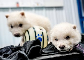 Dire Wolf ‘Game of Thrones’ Creature Brought Back to Life by US Scientists