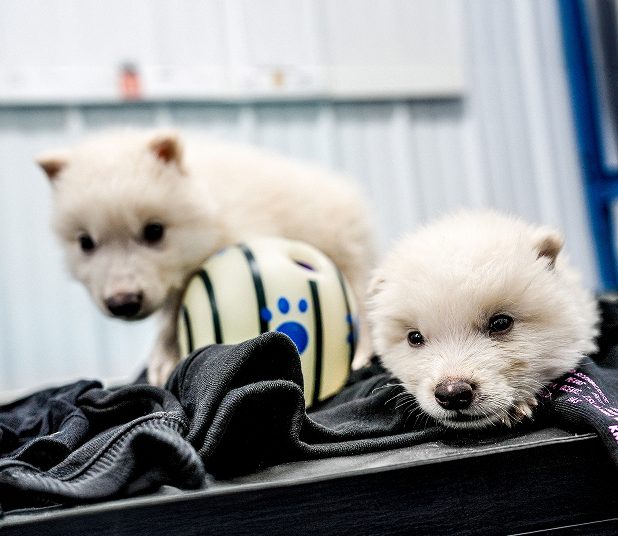 Dire Wolf ‘Game of Thrones’ Creature Brought Back to Life by US Scientists