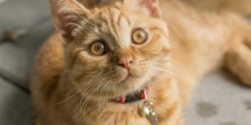 orange tabby cat lying near furniture