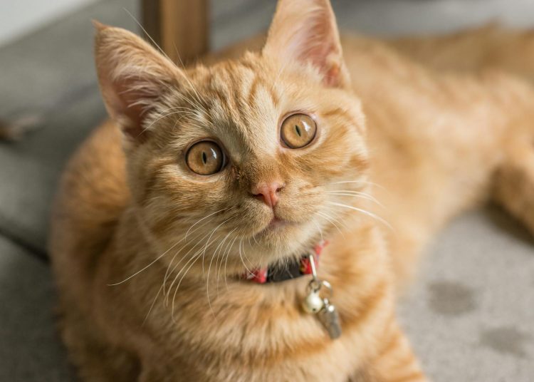 orange tabby cat lying near furniture