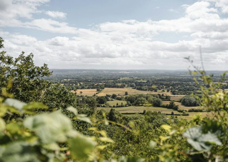 grassy fields with trees in countryside